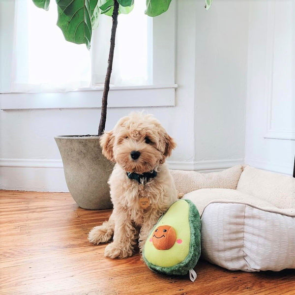 Avocado Plush Dog Toy - Canine Compassion Bandanas