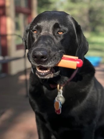 Nylon Hot Dog Chew Toy - Canine Compassion Bandanas