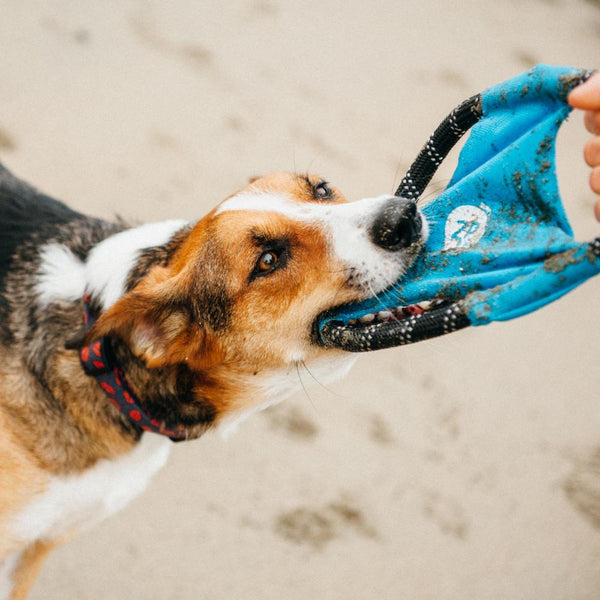 Rope Glider Dog Toy - Blue - Canine Compassion Bandanas