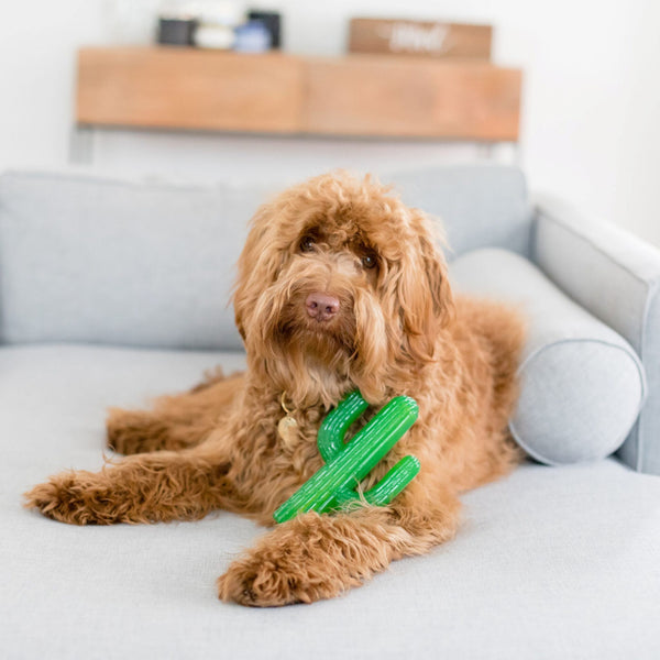 Tough Cactus Dog Chew Toy - Canine Compassion Bandanas